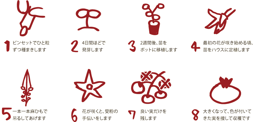 1to1トマトの作り方
